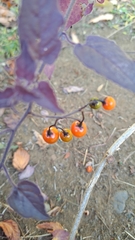 Solanum lyratum