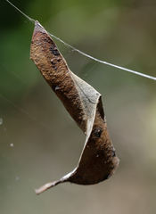 Phonognatha graeffei