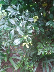Murraya paniculata