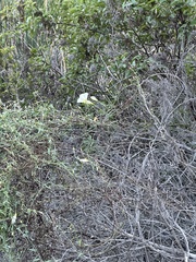 Calystegia macrostegia