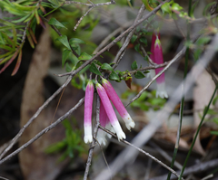 Epacris longiflora