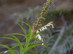 Dracophyllum secundum