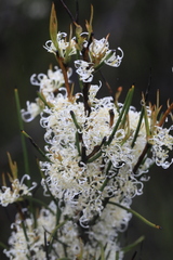 Hakea microcarpa