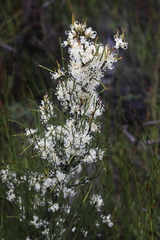 Hakea microcarpa