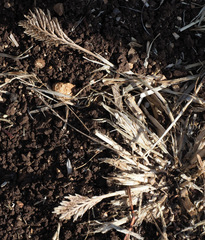 Sclerochloa dura