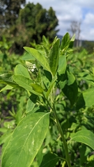 Sphenoclea zeylanica