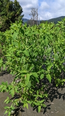 Sphenoclea zeylanica