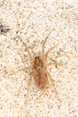Liocranidae