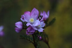 Boronia microphylla