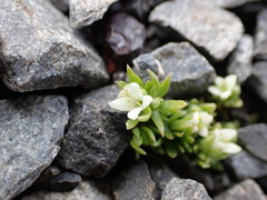 Galium perpusillum