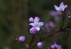 Boronia microphylla