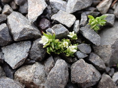 Galium perpusillum