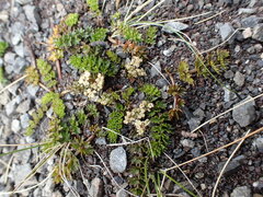 Gingidia decipiens