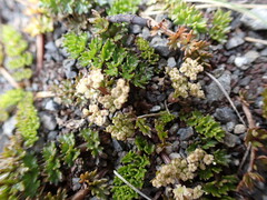 Gingidia decipiens