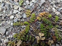 Gingidia decipiens