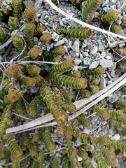 Veronica epacridea