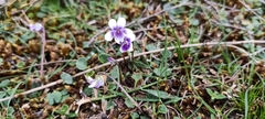 Viola hederacea