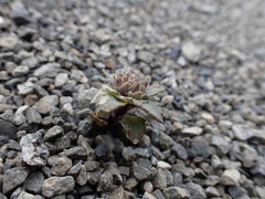 Notothlaspi rosulatum