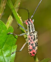 Macrochenus isabellinus