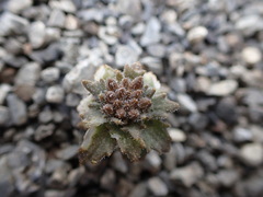 Notothlaspi rosulatum