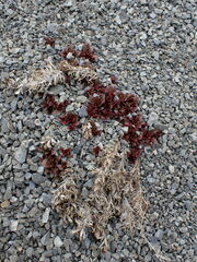 Epilobium pycnostachyum