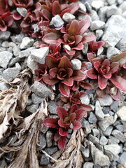 Epilobium pycnostachyum