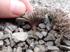 Lignocarpa diversifolia