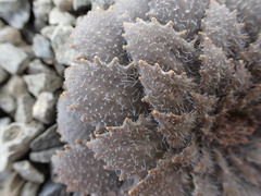 Notothlaspi rosulatum