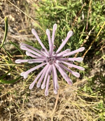 Petrophile linearis