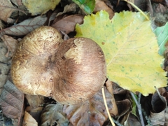 Paxillus rubicundulus