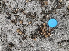 Oryctolagus cuniculus