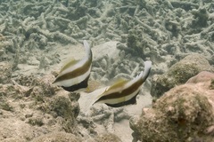 Heniochus chrysostomus
