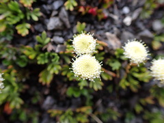 Leptinella pyrethrifolia