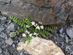 Gingidia decipiens