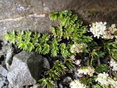 Gingidia decipiens
