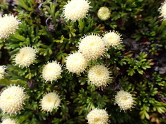 Leptinella pyrethrifolia
