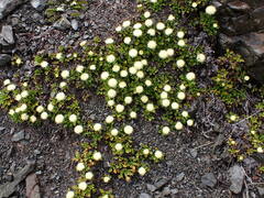Leptinella pyrethrifolia