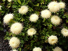 Leptinella pyrethrifolia