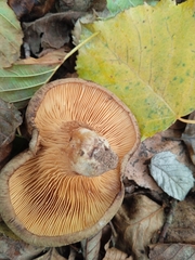 Paxillus rubicundulus