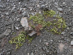 Leptinella pyrethrifolia