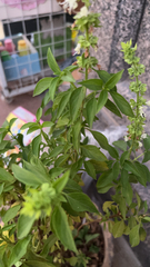 Ocimum basilicum