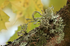 Ramalina fraxinea