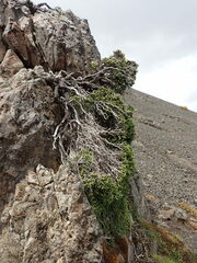 Helichrysum intermedium