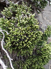 Helichrysum intermedium