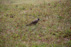 Pycnonotus aurigaster