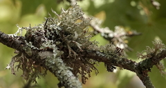 Ramalina fraxinea