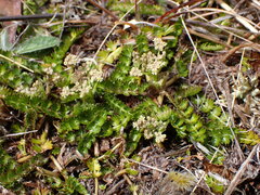 Anisotome aromatica