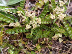 Anisotome aromatica