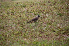 Pycnonotus aurigaster