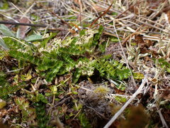 Anisotome aromatica